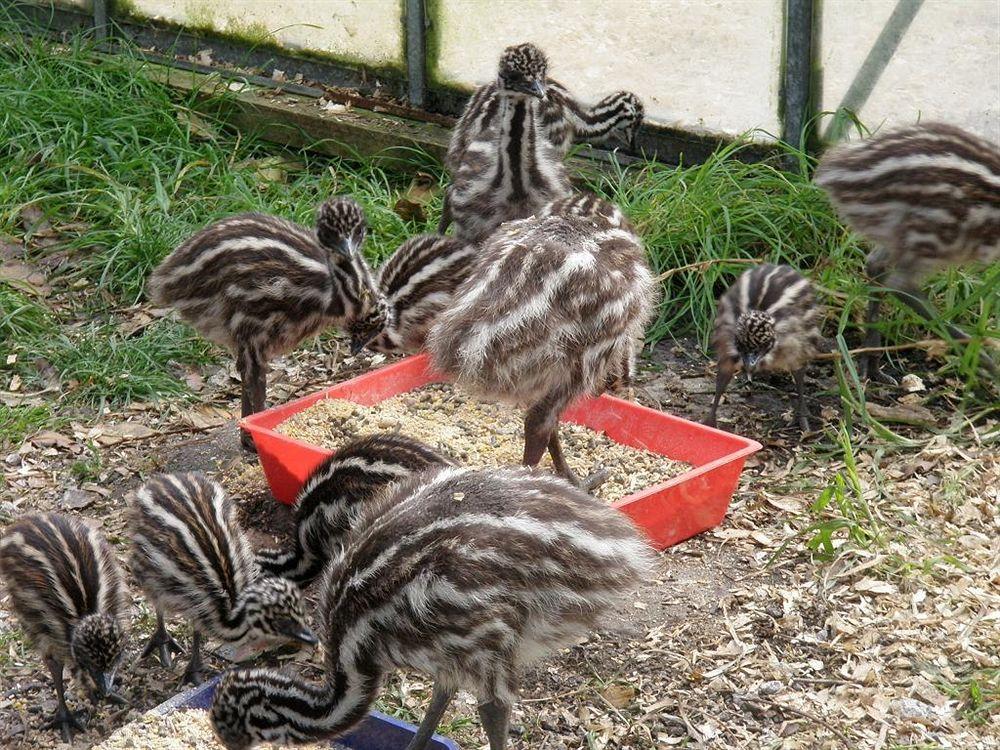 Ramarama Runciman Berries And Emus B&B מראה חיצוני תמונה