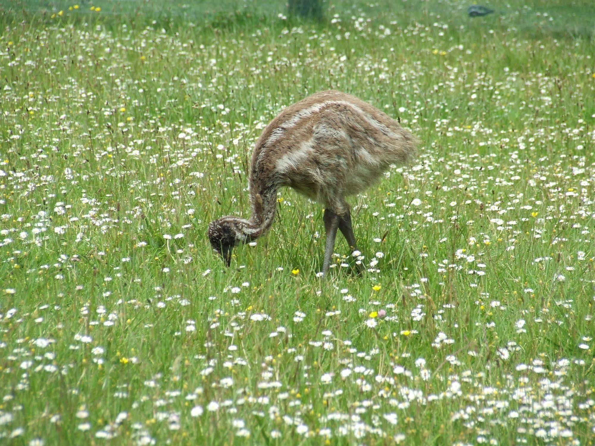 Ramarama Runciman Berries And Emus B&B מראה חיצוני תמונה